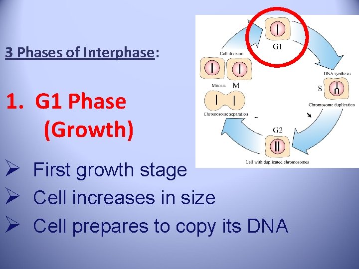3 Phases of Interphase: 1. G 1 Phase (Growth) Ø First growth stage Ø