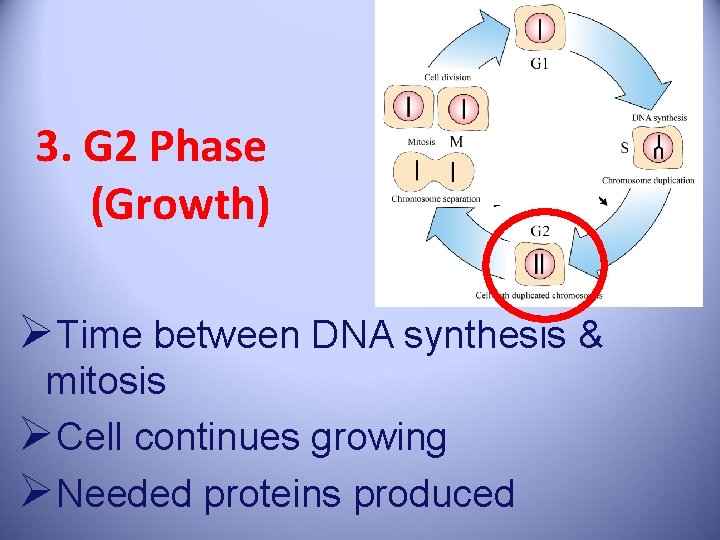 3. G 2 Phase (Growth) ØTime between DNA synthesis & mitosis ØCell continues growing