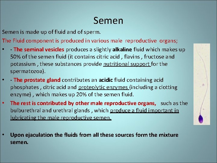 Semen is made up of fluid and of sperm. The Fluid component is produced