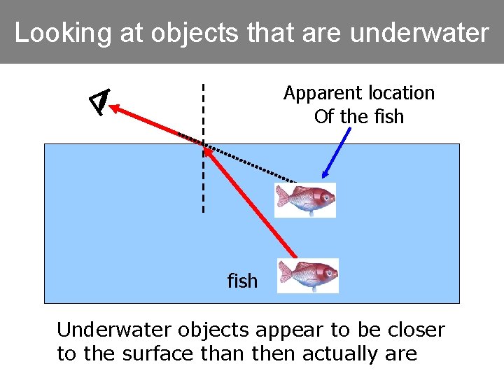 Looking at objects that are underwater Apparent location Of the fish Underwater objects appear