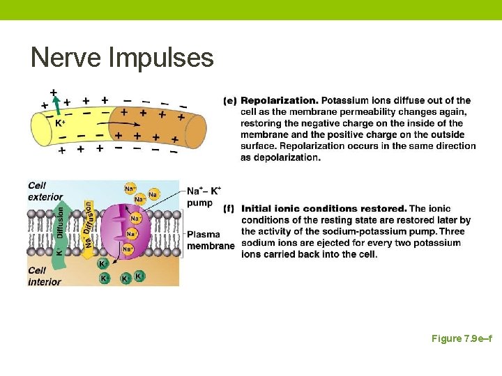 Nerve Impulses Figure 7. 9 e–f 