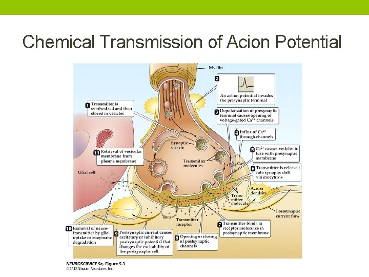 Chemical Transmission of Acion Potential 