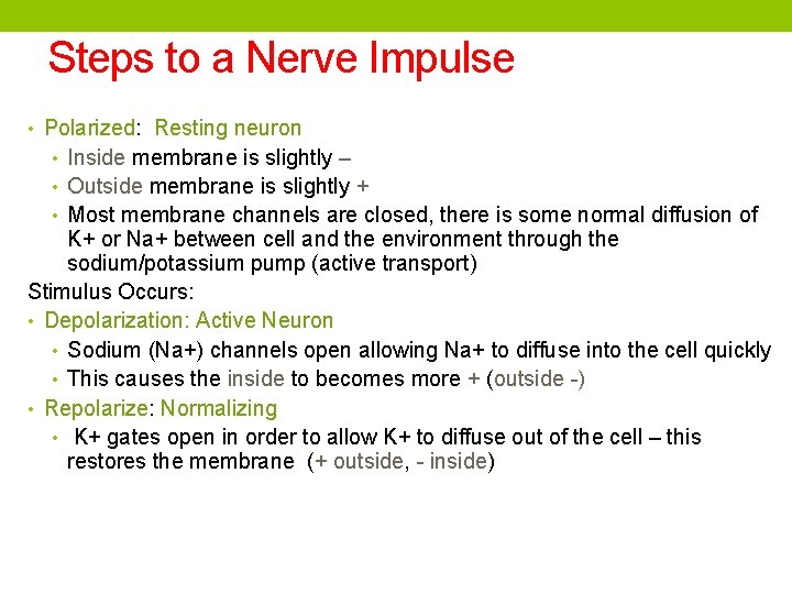 Steps to a Nerve Impulse • Polarized: Resting neuron • Inside membrane is slightly