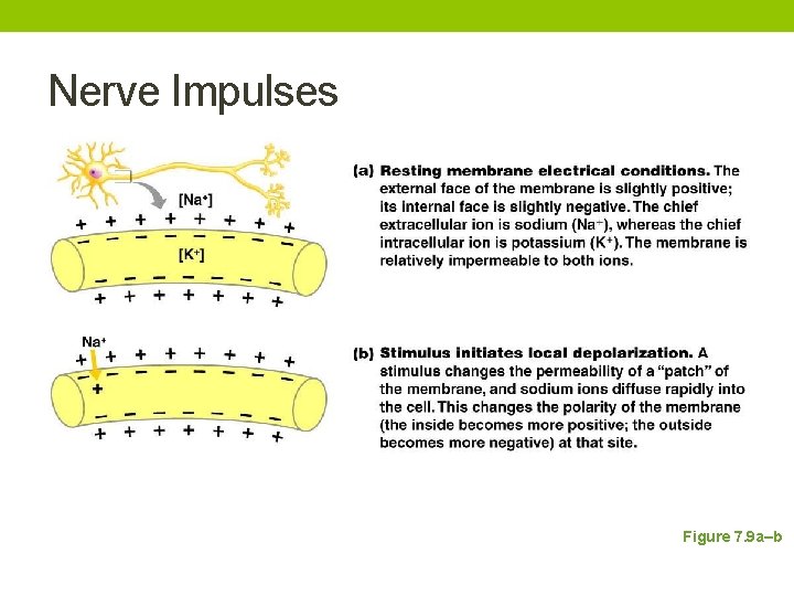 Nerve Impulses Figure 7. 9 a–b 