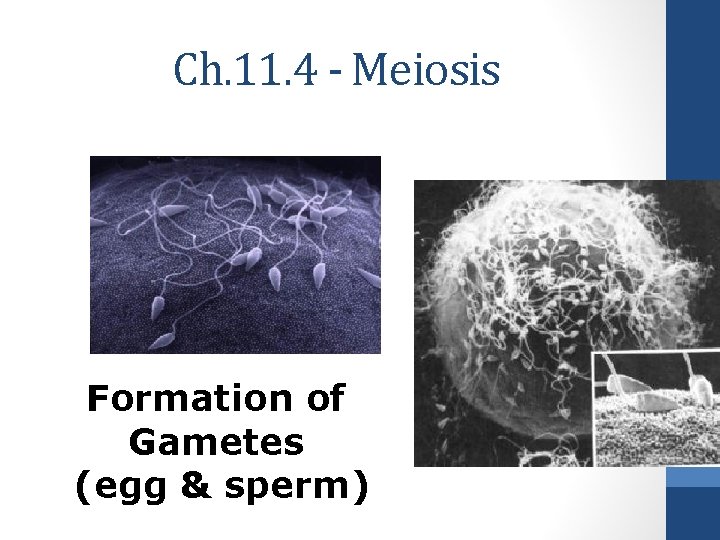 Ch. 11. 4 - Meiosis Formation of Gametes (egg & sperm) 