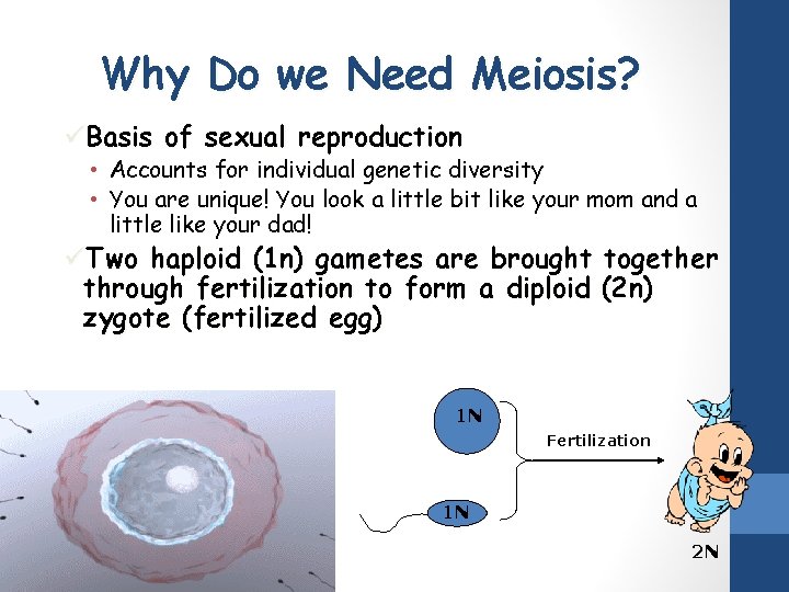 Why Do we Need Meiosis? üBasis of sexual reproduction • Accounts for individual genetic