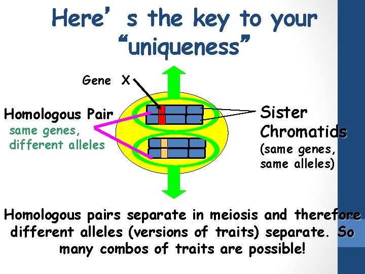 Here’s the key to your “uniqueness” Gene X Homologous Pair same genes, different alleles