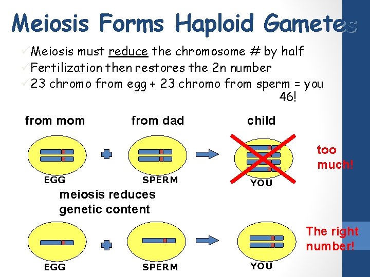 Meiosis Forms Haploid Gametes üMeiosis must reduce the chromosome # by half üFertilization then
