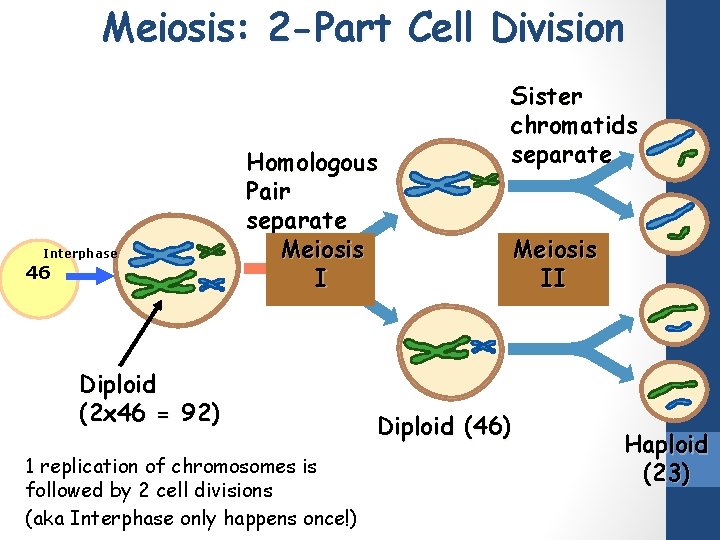Meiosis: 2 -Part Cell Division Interphase 46 Homologous Pair separate Meiosis I Diploid (2