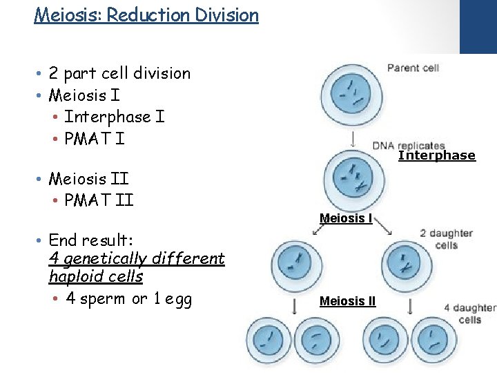 Meiosis: Reduction Division • 2 part cell division • Meiosis I • Interphase I