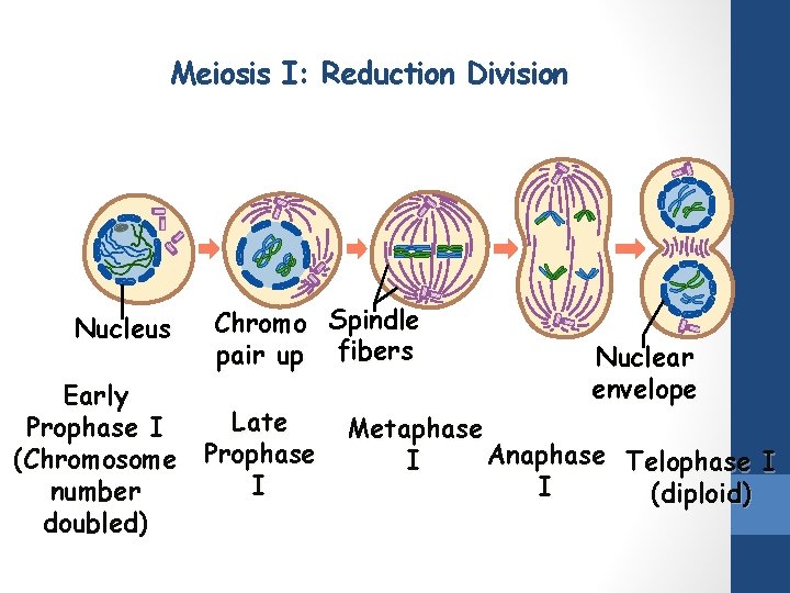 Meiosis I: Reduction Division Nucleus Chromo Spindle pair up fibers Early Late Prophase I