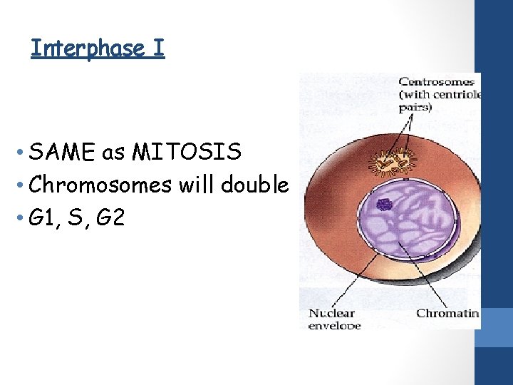 Interphase I • SAME as MITOSIS • Chromosomes will double • G 1, S,