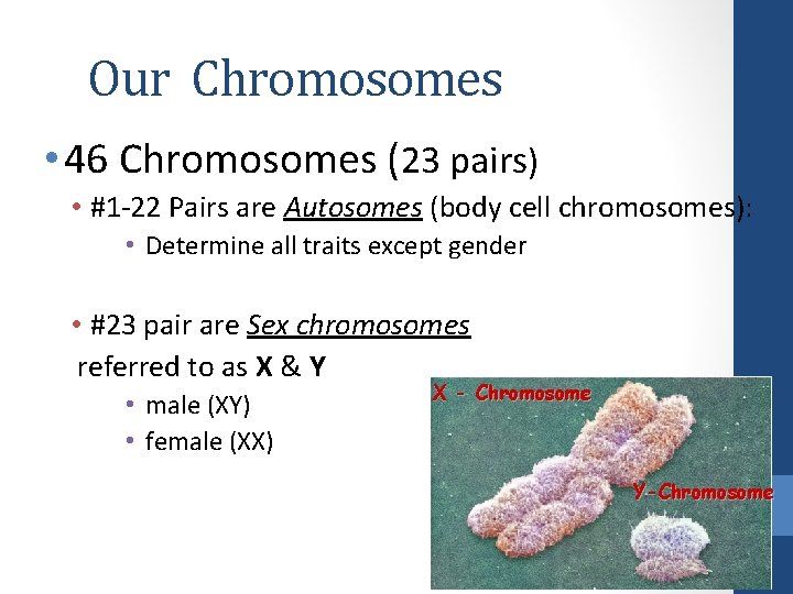 Our Chromosomes • 46 Chromosomes (23 pairs) • #1 -22 Pairs are Autosomes (body