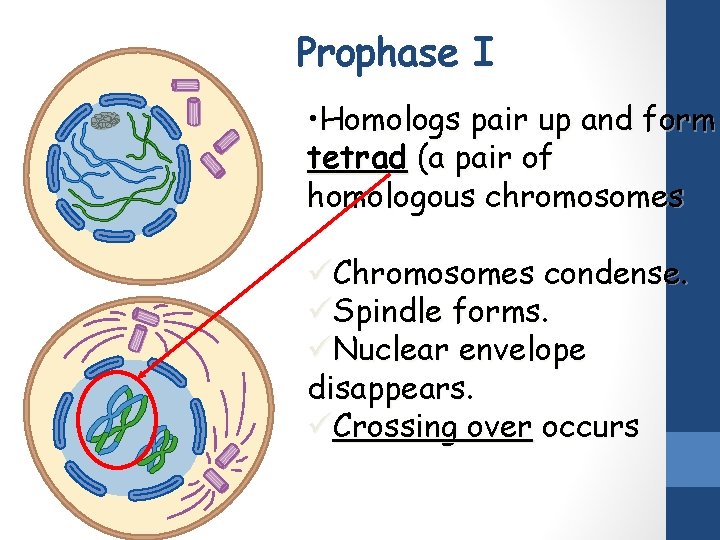 Prophase I • Homologs pair up and form tetrad (a pair of homologous chromosomes