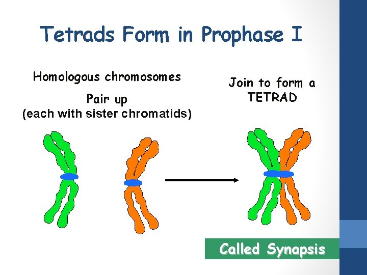 Tetrads Form in Prophase I Homologous chromosomes Pair up (each with sister chromatids) Join