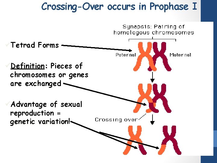 Crossing-Over occurs in Prophase I üTetrad Forms üDefinition: Pieces of chromosomes or genes are