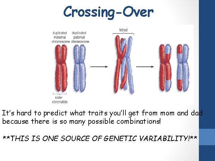 Crossing-Over It’s hard to predict what traits you’ll get from mom and dad because