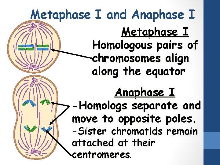 Metaphase I and Anaphase I Metaphase I Homologous pairs of chromosomes align along the