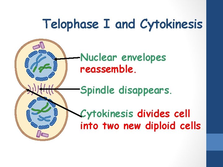 Telophase I and Cytokinesis Nuclear envelopes reassemble. Spindle disappears. Cytokinesis divides cell into two