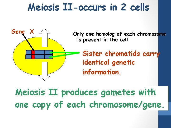 Meiosis II-occurs in 2 cells Gene X Only one homolog of each chromosome is