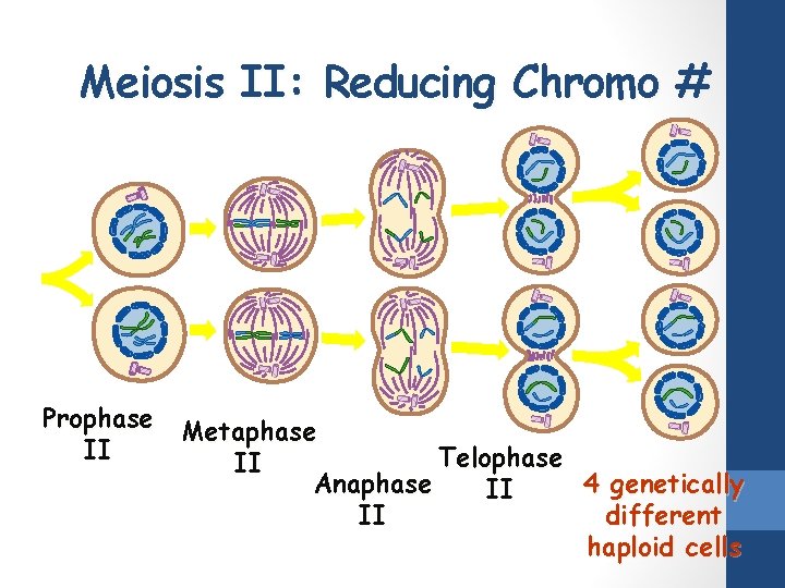 Meiosis II: Reducing Chromo # Prophase Metaphase II Telophase II Anaphase 4 genetically II