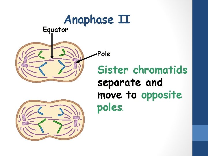 Anaphase II Equator Pole Sister chromatids separate and move to opposite poles. 