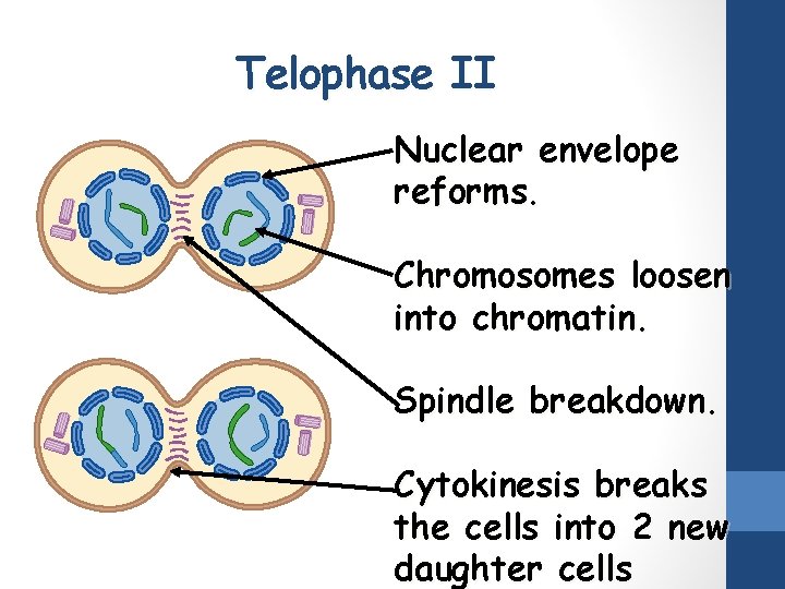 Telophase II Nuclear envelope reforms. Chromosomes loosen into chromatin. Spindle breakdown. Cytokinesis breaks the