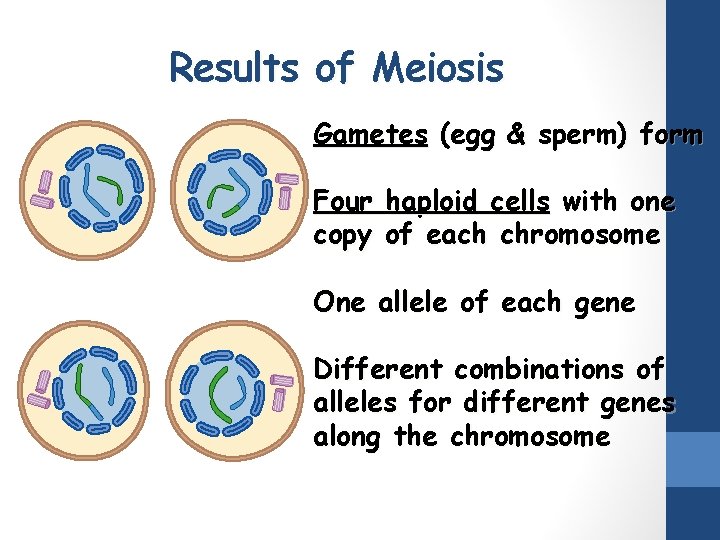 Results of Meiosis Gametes (egg & sperm) form Four haploid cells with one copy