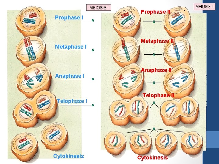 Prophase I Metaphase I Anaphase I Telophase I Cytokinesis Prophase II Metaphase II Anaphase