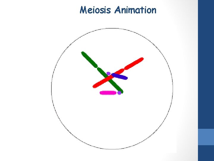 Meiosis Animation 