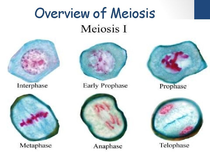 Overview of Meiosis 