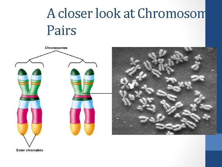 A closer look at Chromosome Pairs 