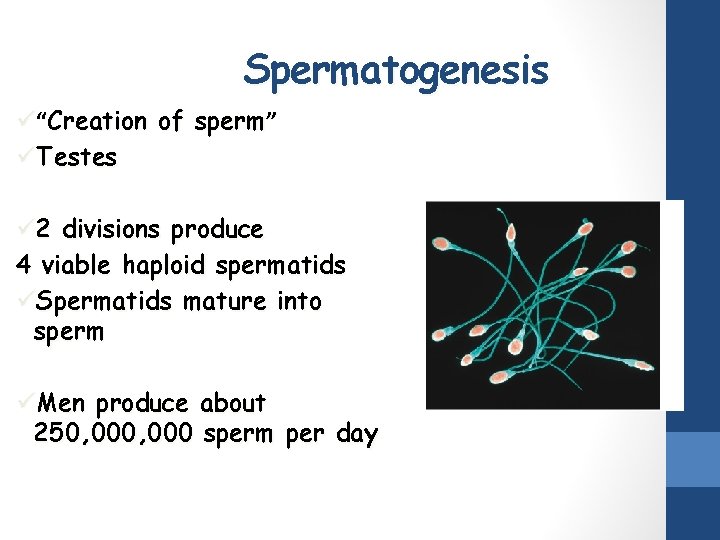 Spermatogenesis ü“Creation of sperm” üTestes ü 2 divisions produce 4 viable haploid spermatids üSpermatids