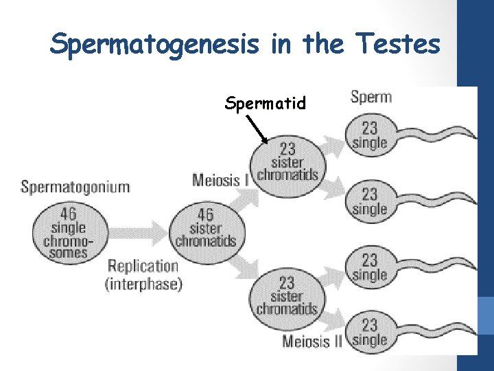 Spermatogenesis in the Testes Spermatid 