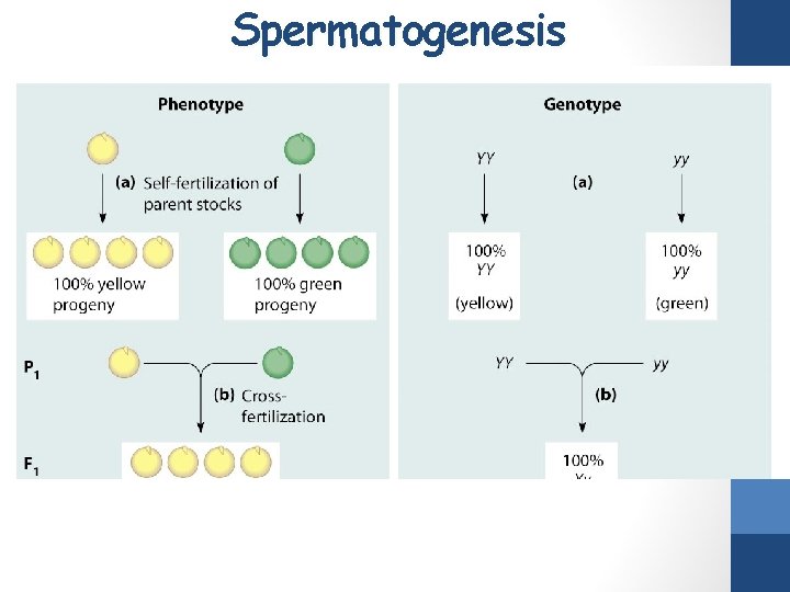 Spermatogenesis 