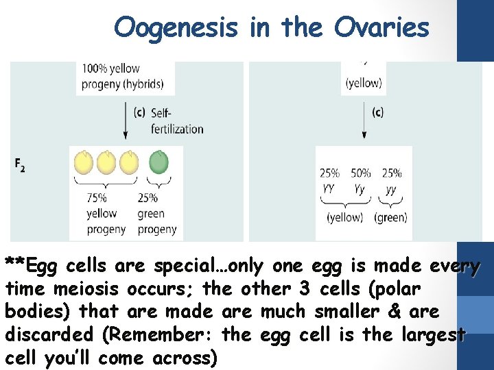 Oogenesis in the Ovaries **Egg cells are special…only one egg is made every time