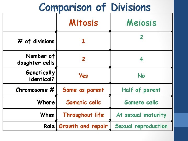 Comparison of Divisions Mitosis Meiosis 2 # of divisions 1 Number of daughter cells