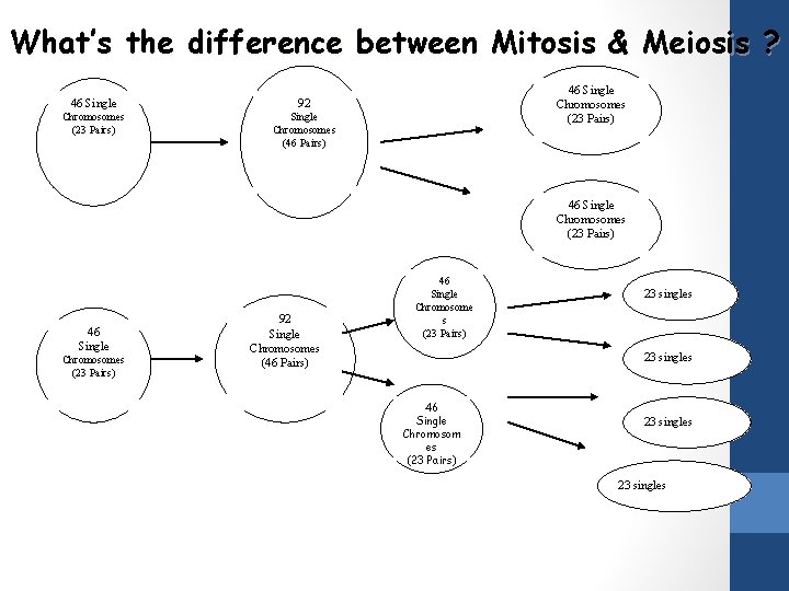 What’s the difference between Mitosis & Meiosis ? 46 Single 92 Chromosomes (23 Pairs)