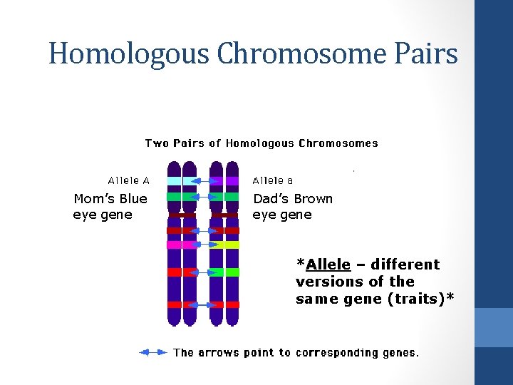 Homologous Chromosome Pairs Mom’s Blue eye gene Dad’s Brown eye gene *Allele – different