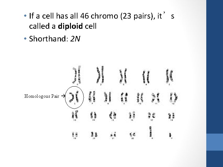  • If a cell has all 46 chromo (23 pairs), it’s called a