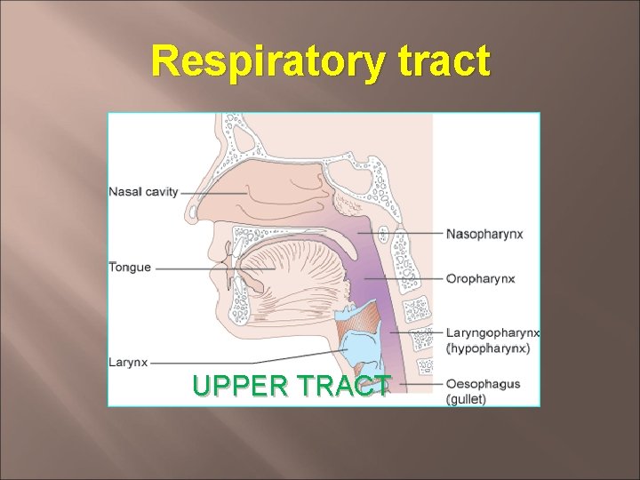 Respiratory tract UPPER TRACT 