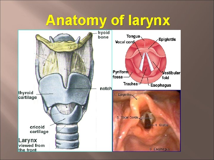 Anatomy of larynx 