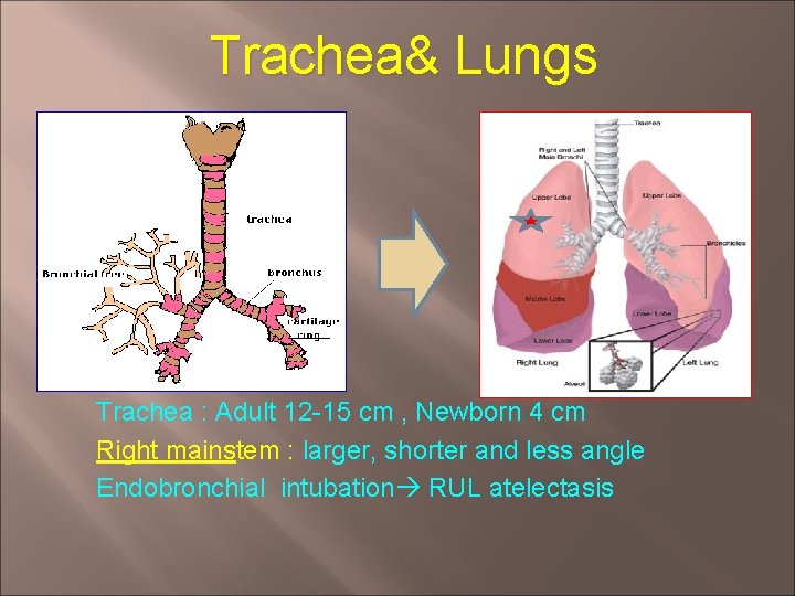 Trachea& Lungs Trachea : Adult 12 -15 cm , Newborn 4 cm Right mainstem Trachea& Lungs Trachea : Adult 12 -15 cm , Newborn 4 cm Right mainstem