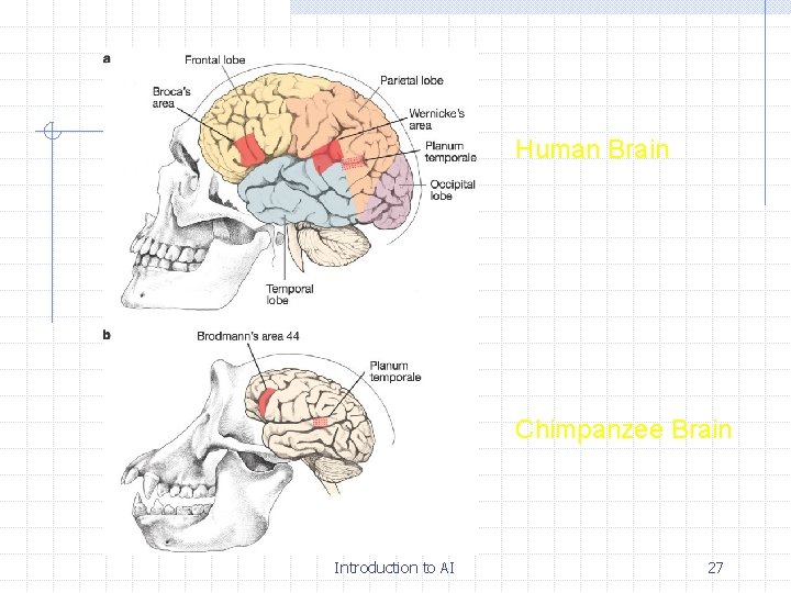 Human Brain Chimpanzee Brain Introduction to AI 27 