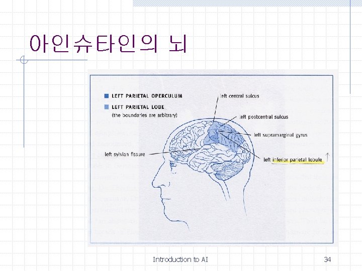 아인슈타인의 뇌 Introduction to AI 34 