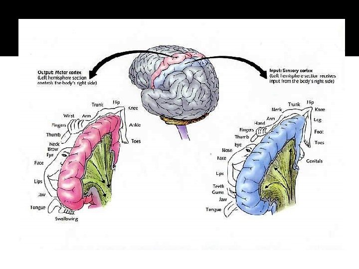 http: //www. rhsmpsychology. com/Handouts/sensory_motor_cortex. htm http: //www. rhsmpsychology. com/Handouts/sensory_motor_cortex. htm