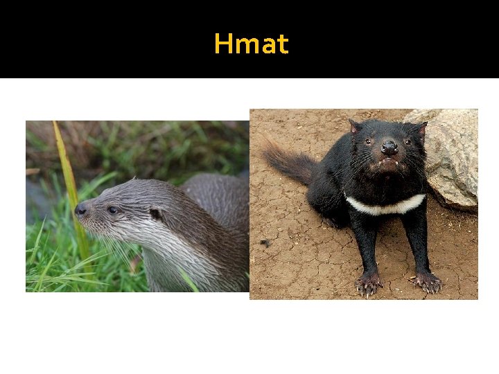 Hmat 