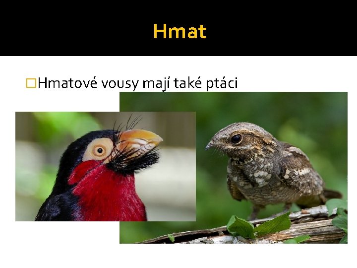 Hmat �Hmatové vousy mají také ptáci 