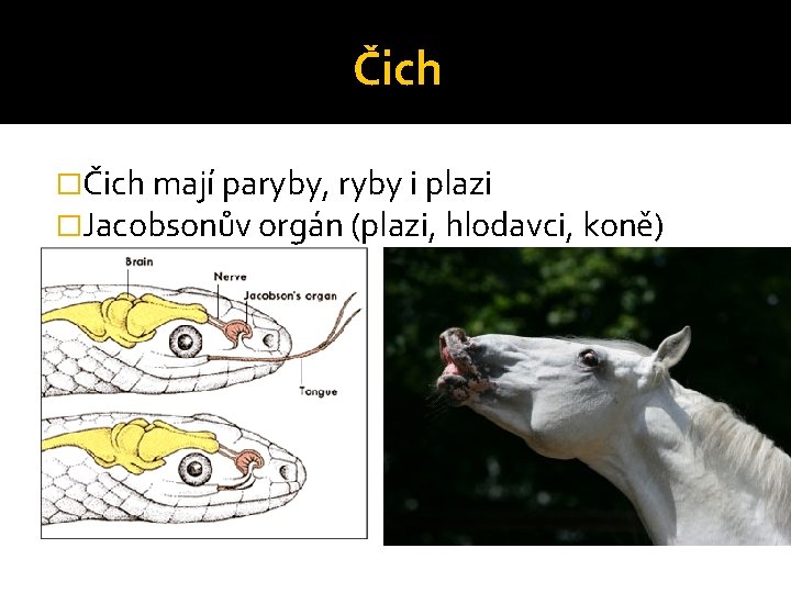 Čich �Čich mají paryby, ryby i plazi �Jacobsonův orgán (plazi, hlodavci, koně) 