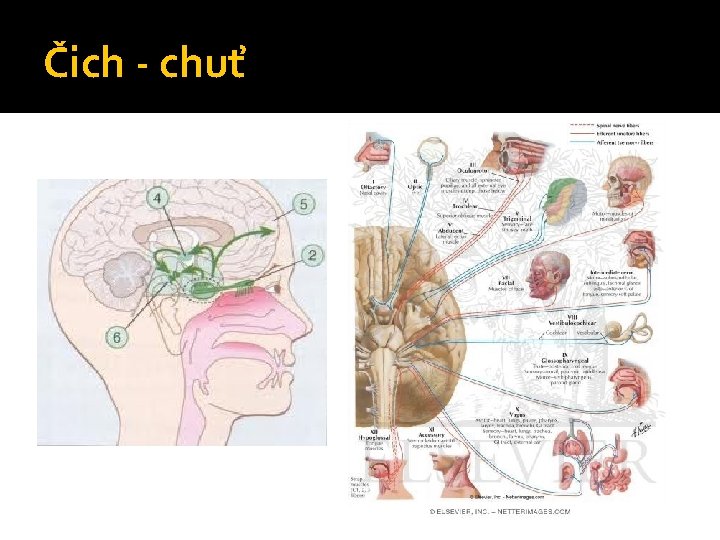 Čich - chuť 